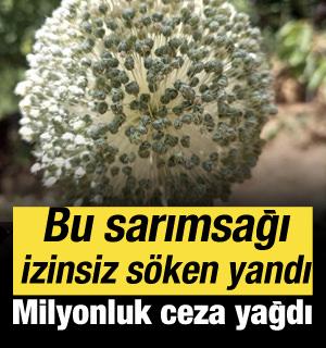 Tunceli&rsquo;de dağ sarımsağı operasyonu: İzinsiz s&ouml;ken yandı! Milyonluk ceza yağdı!