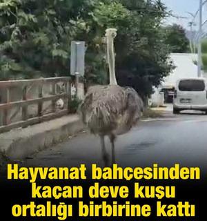 Şile'de hayvanat bah&ccedil;esinden ka&ccedil;an deve kuşu ortalığı birbirine kattı