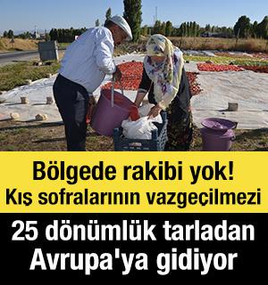 B&ouml;lgede rakibi yok! Kış sofralarının vazge&ccedil;ilmezi: 25 d&ouml;n&uuml;ml&uuml;k tarladan Avrupa'ya gidiyor