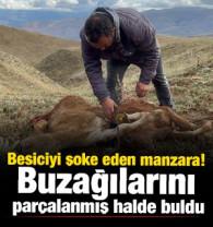Erzincan'da besiciyi şoke eden manzara: Buzağılarını par&ccedil;alanmış halde buldu