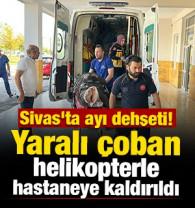Sivas'ta ayı dehşeti! Yaralı &ccedil;oban helikopterle hastaneye kaldırıldı 