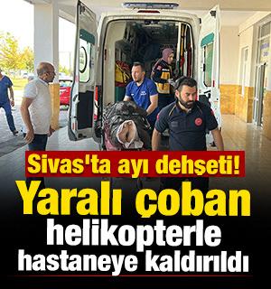 Sivas'ta ayı dehşeti! Yaralı &ccedil;oban helikopterle hastaneye kaldırıldı 
