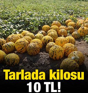 Tarlada kilosu 10 TL!