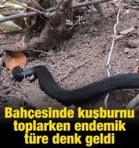 Tokat'ta bah&ccedil;esinde T&uuml;rkiye&rsquo;de endemik olarak g&ouml;r&uuml;len Baran engereğiyle karşılaştı