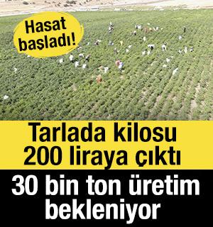 Hasat başladı! Tarlada kilosu 200 liraya &ccedil;ıktı, 30 bin ton &uuml;retim bekleniyor