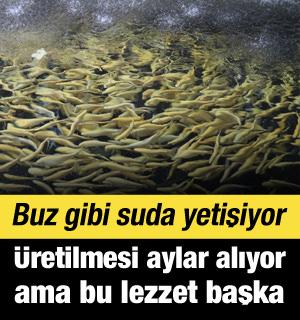 Torosların buz gibi sularında yetişiyor! Lezzeti suyunda gizli!