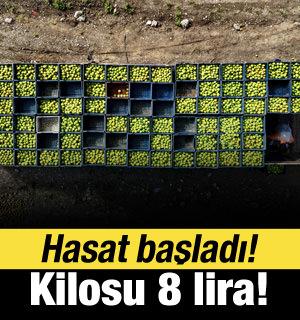 Adana'da mandalina hasadı başladı! Dalında 8-10 lira!
