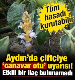 Aydın'da &ccedil;ift&ccedil;iye "canavar otu" uyarısı! Tarlalar d&uuml;zenli kontrol edilecek