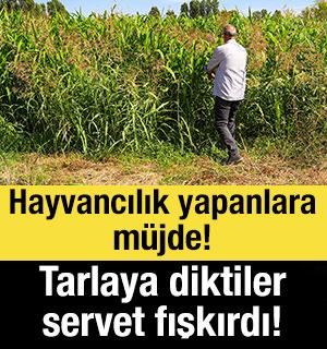 Hayvancılık yapanlara m&uuml;jde! Tarlaya diktiler servet fışkırdı!