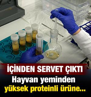 Yem olarak kullanılıyordu değeri katlandı: Y&uuml;zde 80 protein i&ccedil;eren toza d&ouml;n&uuml;ş&uuml;yor
