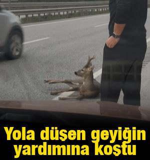 Yola d&uuml;şen geyiğin yardımına koştu