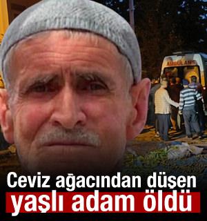 78 yaşındaki adam ceviz ağacından d&uuml;ş&uuml;p &ouml;ld&uuml;