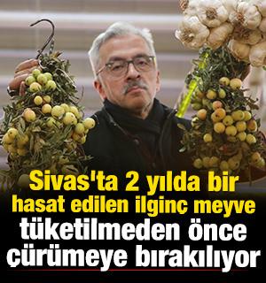 Sivas'ta 2 yılda bir hasat edilen ilgin&ccedil; meyve t&uuml;ketilmeden &ouml;nce &ccedil;&uuml;r&uuml;meye bırakılıyor 