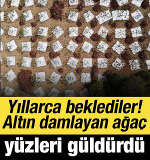 Tam 11 yıl beklediler! Bu ağa&ccedil;lardan &lsquo;altın damlıyor&rsquo;