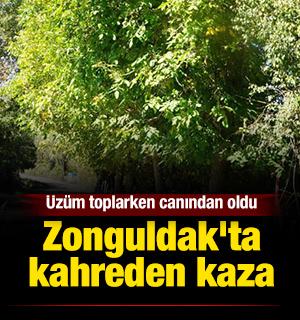 Zonguldak'ta kahreden kaza: &Uuml;z&uuml;m toplarken canından oldu