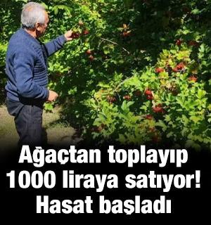 Ağa&ccedil;tan toplayıp 1000 liraya satıyor! Hasat başladı