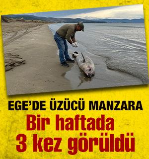İzmir kıyılarında &uuml;z&uuml;c&uuml; manzara: 1 haftada 3 yunus kıyıya vurdu