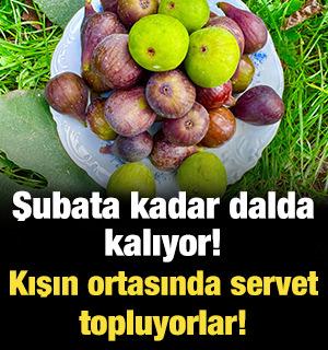 Şubata kadar dalda kalıyor! Kışın ortasında servet topluyorlar! 