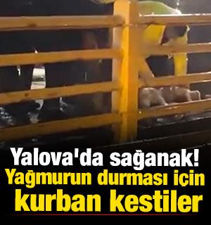Yalova'da sağanak! Yağmurun durması i&ccedil;in kurban kestiler