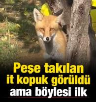 Bayburt'ta işe giden bir vatandaşın peşine tilki d&uuml;şt&uuml; 