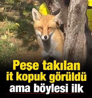 Bayburt'ta işe giden bir vatandaşın peşine tilki d&uuml;şt&uuml; 