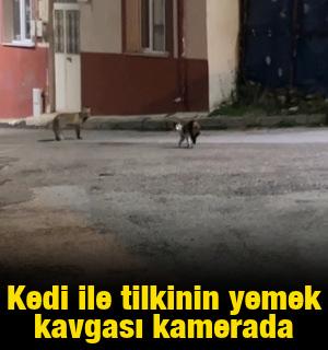Kedi ile tilkinin yemek kavgası kamerada