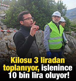 Kilosu 3 liradan toplanıyor, işlenince 10 bin lira oluyor!
