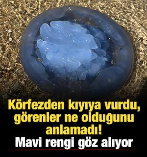 K&ouml;rfezden kıyıya vurdu, g&ouml;renler ne olduğunu anlamadı! Mavi rengi g&ouml;z alıyor