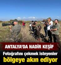 İlk kez Antalya'da g&ouml;r&uuml;nt&uuml;lendi: Fotoğrafını &ccedil;ekmek isteyenler b&ouml;lgeye akın ediyor