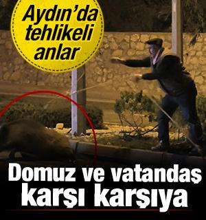 Aydın'da tehlikeli anlar! Yaban domuzunu kementle yakalamaya &ccedil;alıştı