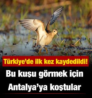Nadir kuş i&ccedil;in Antalya&rsquo;ya akın ettiler: T&uuml;rkiye&rsquo;de ilk kez g&ouml;r&uuml;ld&uuml;