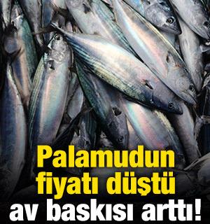 Palamudun fiyatı d&uuml;şt&uuml;, av baskısı arttı!