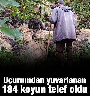 Trabzon'da 184 koyun u&ccedil;urumdan yuvarlanıp telef oldu