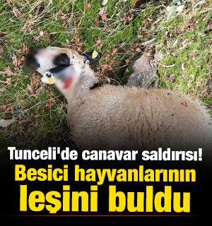 Tunceli'de canavar saldırısı! 14 koyunun leşi bulundu 